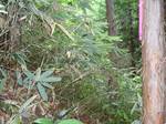 DSC02174.jpg
