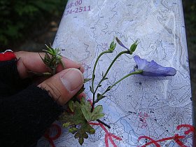 トリカブトの花